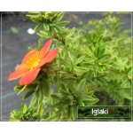 Potentilla fruticosa Red Ace - Pięciornik krzewiasty Red Ace - pomarańczowoczerwone FOTO
