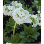 Primula denticulata Alba - Pierwiosnek ząbkowany Alba - białe, wys. 30, kw 3/4 C0,5