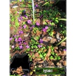 Primula pruhoniciana Wanda - Pierwiosnek pruhonicki Wanda - purpurowy, wys 10, kw 4/5 C0,5 