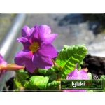 Primula pruhoniciana Wanda - Pierwiosnek pruhonicki Wanda - purpurowy, wys 10, kw 4/5 C0,5 