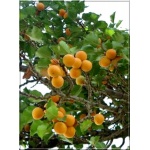 Prunus armeniaca Bergeron - Morela Bergeron balotowana 60-120cm