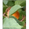 Prunus armeniaca Miodowa - Morela Miodowa FOTO