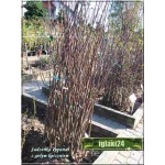 Prunus armeniaca Miodowa - Morela Miodowa FOTO