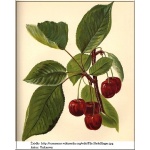Prunus avium Hedelfińska - Czereśnia Hedefińska FOTO 