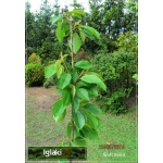 Prunus avium Kordia - Czereśnia Kordia FOTO 