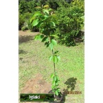 Prunus avium Rainer - Czereśnia Rainer C5 60-140cm