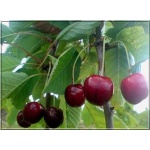 Prunus avium Regina - Czereśnia Regina FOTO 