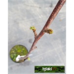 Prunus avium Regina - Czereśnia Regina C5 60-120cm 