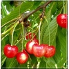 Prunus avium Rivan - Czereśnia Rivan FOTO 