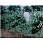 Prunus avium Techlovan - Czereśnia Techlovan ® balotowana 60-120cm 