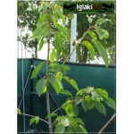 Prunus avium Techlovan - Czereśnia Techlovan ® balotowana 60-120cm 