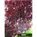 Prunus cerasifera Nigra - Śliwa wiśniowa Nigra - różowe C_15 _150-200cm