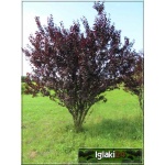 Prunus cerasifera Nigra - Śliwa wiśniowa Nigra - różowe C_20 _150-250cm 