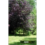 Prunus cerasifera Nigra - Śliwa wiśniowa Nigra - różowe C_20 _150-250cm 