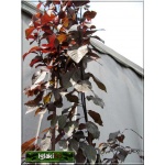 Prunus cerasifera Nigra - Śliwa wiśniowa Nigra - różowe C7,5 90-120cm 