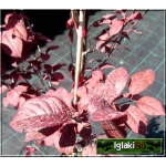 Prunus cerasifera Nigra - Śliwa wiśniowa Nigra - różowe C7,5 90-120cm 