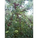 Prunus cerasus Groniasta - Wiśnia Groniasta C5 60-120cm 