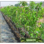 Prunus cerasus Groniasta - Wiśnia Groniasta C5 60-120cm 