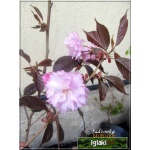 Prunus serrulata Royal Burgundy - Wiśnia piłkowana Royal Burgundy - różowe C_12 _150-200cm