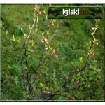 Prunus triloba - Migdałek trójklapowy - różowe f. krzewiasta C7,5 60-80cm