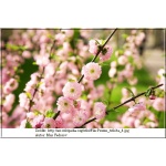Prunus triloba - Migdałek trójklapowy - różowe PA C5 80-140cm 