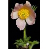 Pulsatilla vulgaris Perlen Glocke - Sasanka zwyczajna Perlen Glocke - różowe, wys 30, kw 3/4 FOTO 