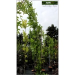 Quercus palustris Green Pillar - Dąb błotny Green Pillar ob. 8-10 C_30 _300-400cm