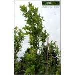 Quercus palustris Green Pillar - Dąb błotny Green Pillar FOTO