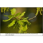 Quercus robur - Dąb szypułkowy FOTO