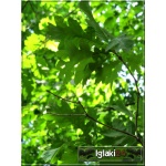 Quercus robur - Dąb szypułkowy FOTO