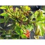 Rhododendron Gibraltar - Azalea Gibraltar - Azalia Gibraltar - pomarańczowe C5 40-60cm
