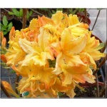 Rhododendron Gold Topaz - Azalea Gold Topaz - Azalia Gold Topaz - żółto-pomarańczowe C5 40-60cm