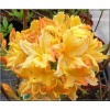 Rhododendron Gold Topaz - Azalea Gold Topaz - Azalia Gold Topaz - żółto-pomarańczowe FOTO 