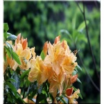 Rhododendron Golden Light - Azalea Golden Light - Azalia Golden Light - pomarańczowo-żółte C5 20-60cm 