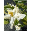 Rhododendron Schneegold - Azalea Schneegold - Azalia Schneegold - białe ze złotym C2 20-60cm xxxy