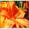 Rhododendron Spek\'s Orange - Azalea Spek\'s Orange - Azalia Spek\'s Orange - pomarańczowoczerwone C5 20-60cm 