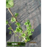 Ribes nigrum Ben Lemond - Porzeczka czarna Benn Lemond f. krzaczasta C3 40-70cm 