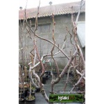 Ribes nigrum Titania - Porzeczka Czarna Titania PA C3 70-90cm 