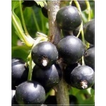 Ribes nigrum Titania - Porzeczka Czarna Titania PA C3 70-90cm 