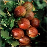 Ribes uva-crispa Hinnonmaki rot - Agrest Czerwony Hinnonmaki rot FOTO