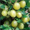 Ribes uva-crispa Mucurines - Agrest Mucurines FOTO 