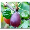 Ribes uva-crispa Rokula - Agrest Rokula FOTO 