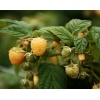 Rubus fruticosus All gold - Jeżyna bezkolcowa All gold FOTO zzzz