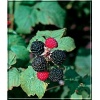 Rubus fruticosus - Jeżyna bezkolcowa FOTO