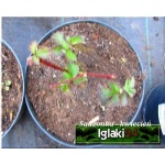 Rubus fruticosus Triple Crown - Jeżyna bezkolcowa Triple Crown C2 20-40cm