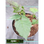 Rubus fruticosus Triple Crown - Jeżyna bezkolcowa Triple Crown C2 20-40cm