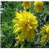 Rudbeckia laciniata Hortensia - Rudbekia naga Hortensia - żółte, wys. 150, kw. 7/9 FOTO zzzz