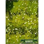 Sagina subulata Aurea - Karmik ościsty Aurea - żółty, biały kwiat, wys 5, kw 6/7 C0,5