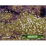 Sagina subulata Aurea - Karmik ościsty Aurea - żółty, biały kwiat, wys 5, kw 6/7 C0,5