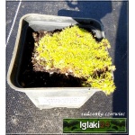 Sagina subulata - Karmik ościsty - zielony, biały kwiat, wys 5, kw 6/7 FOTO